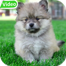 Cute Puppies Video Wallpaper APK