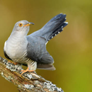 Cuckoo Bird Sounds APK