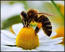 Courses to learn Beekeeping Affiche