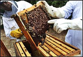 Courses to learn Beekeeping capture d'écran 1