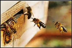 Courses to learn Beekeeping capture d'écran 2