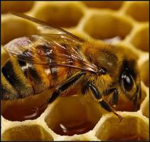 Courses to learn Beekeeping capture d'écran 3