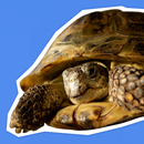 Želvířina politická bojovka APK
