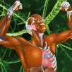 Memorix Anatomy QUIZ APK