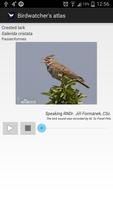 Birds of Europe FREE постер