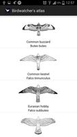 Birds of Europe FREE скриншот 3