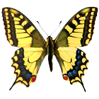 Atlas of Czech Butterflies icon