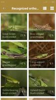 Orthoptera Hunter CZ screenshot 3