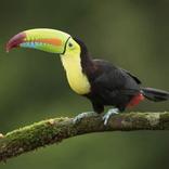 Угадай слово