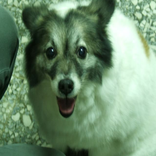 小鋐鋐台語日記