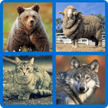 4 картинки 1 слово