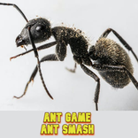 Ant Game : ant smash