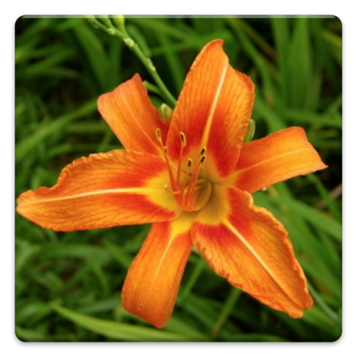 Hörbuch - Gartenbau