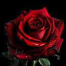 Dark Wallpapers APK
