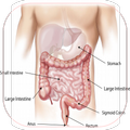 All about human anatomy