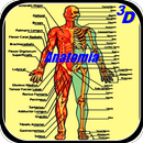 APK Human Anatomy in 3D. The human body