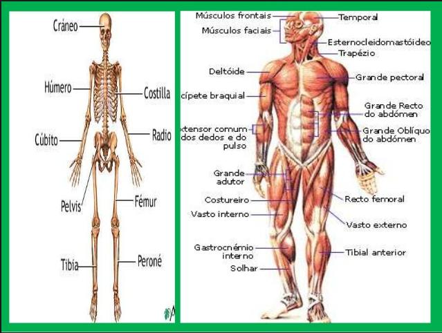 Human Anatomy 3D 4.0.0