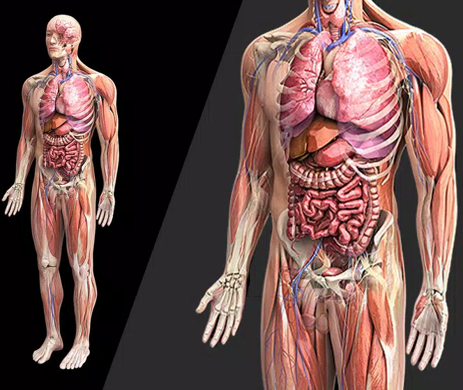 Anatomia Humana en 3D. El cuerpo humano for Android - APK Download