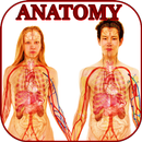 Human anatomy. The human body APK