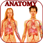 Anatomie humaine. Le corps humain icône
