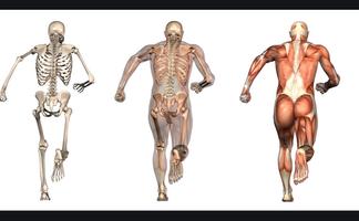 Human anatomy. The human body screenshot 3