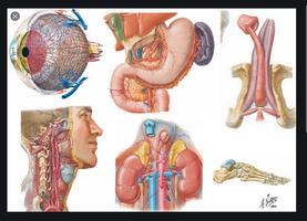 Human anatomy. The human body-poster