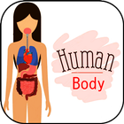 Anatomie humaine. Le corps humain icône