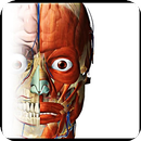 Human anatomy-APK