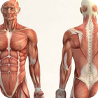 了解免费的人体解剖学。 图标