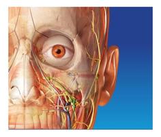 Pelajari anatomi manusia grati poster