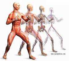 Apprendre l'anatomie humaine l capture d'écran 3