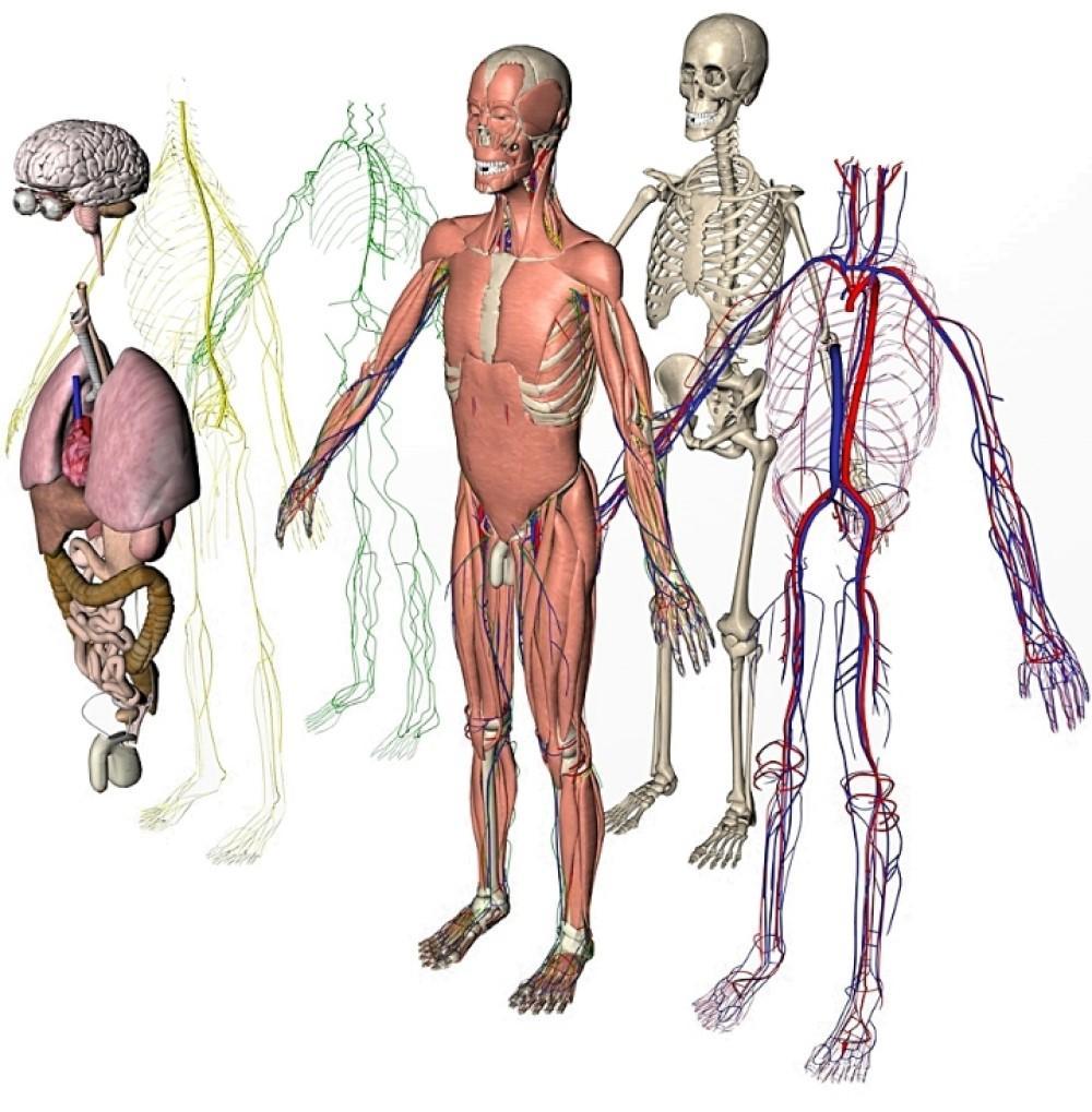 Анатомия человека. Системы тела человека. Человек в системе. Физиология человека. Найди human