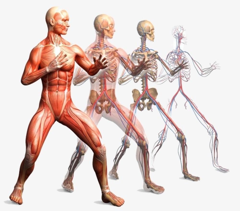 0 human. Анатомия человека. Мышцы человека. Мышечный скелет. Костно мышечный аппарат человека.