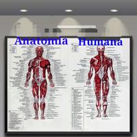 3D Human Anatomy Atlas poster