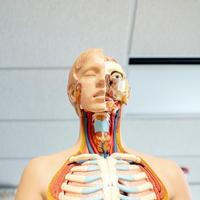 3D Human Anatomy Atlas screenshot 1