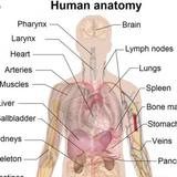 physiology and anatomy books Zeichen