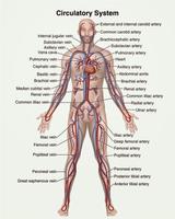 physiology and anatomy books Ekran Görüntüsü 2