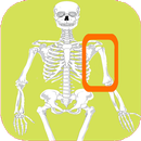 Skeleton bones, guess what is APK