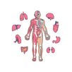 Anatomy Book APK