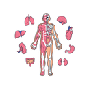 Anatomy Book APK
