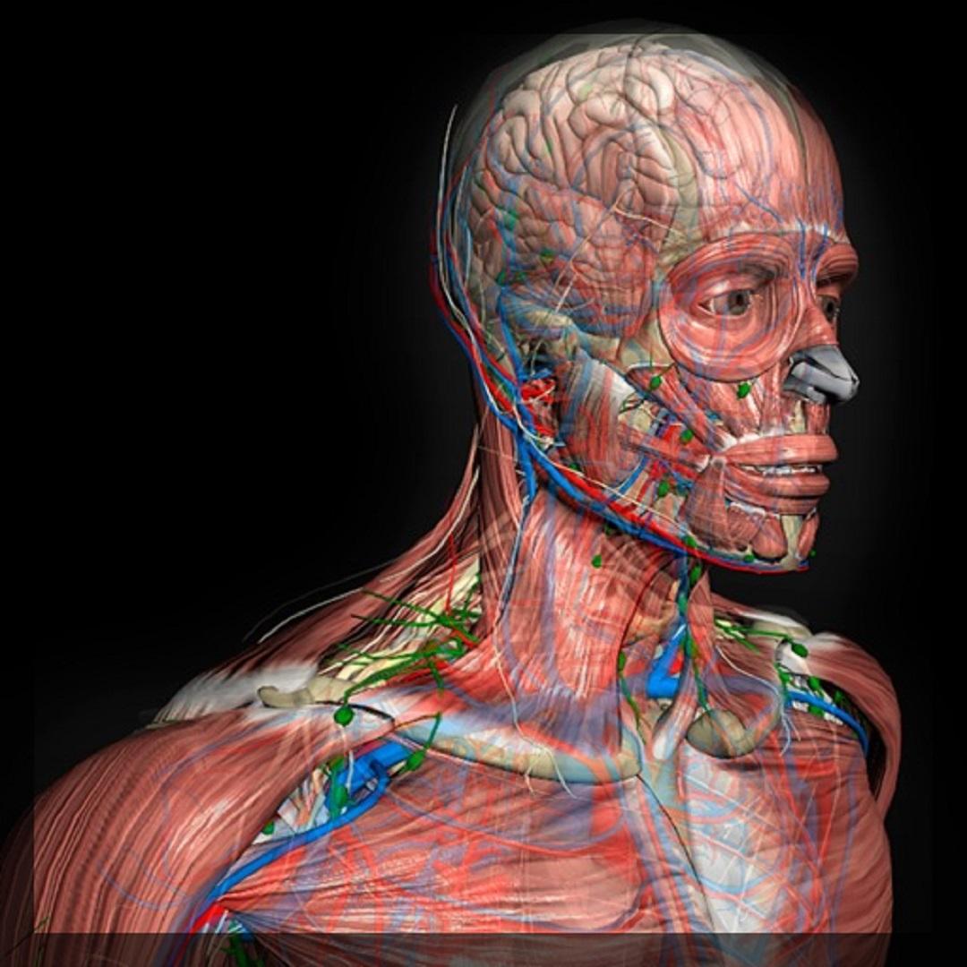 Human anatomy learn easy安卓版應用APK下載 Biology Diagrams