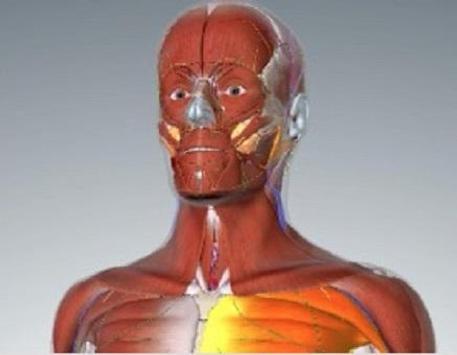 Basic Human Anatomy 3d Videos For Android Apk Download