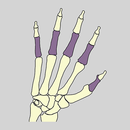 Bones of the body APK