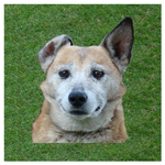 Dog whistle - trainer for dog icon