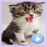 Animated Cat  stickers for Whatsapp WAStickerApps