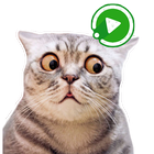 WASticker Cats Animated meme icon