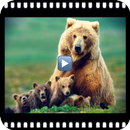 Documentaries wild animals APK