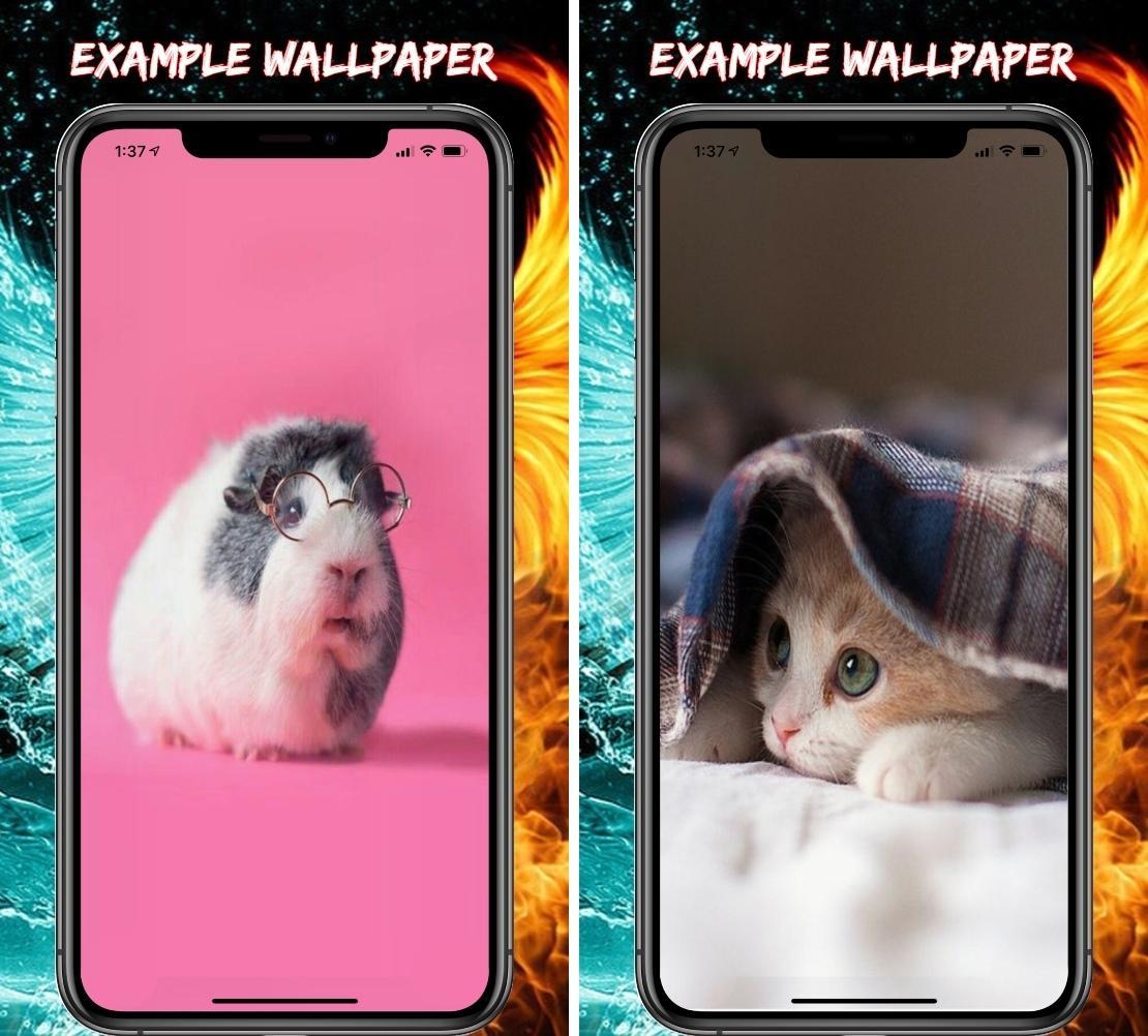 Cute Animal Wallpaper Iphone安卓下载 安卓版apk 免费下载 Cute Animal Wallpaper Iphone安卓下载 安卓版apk 免费下载