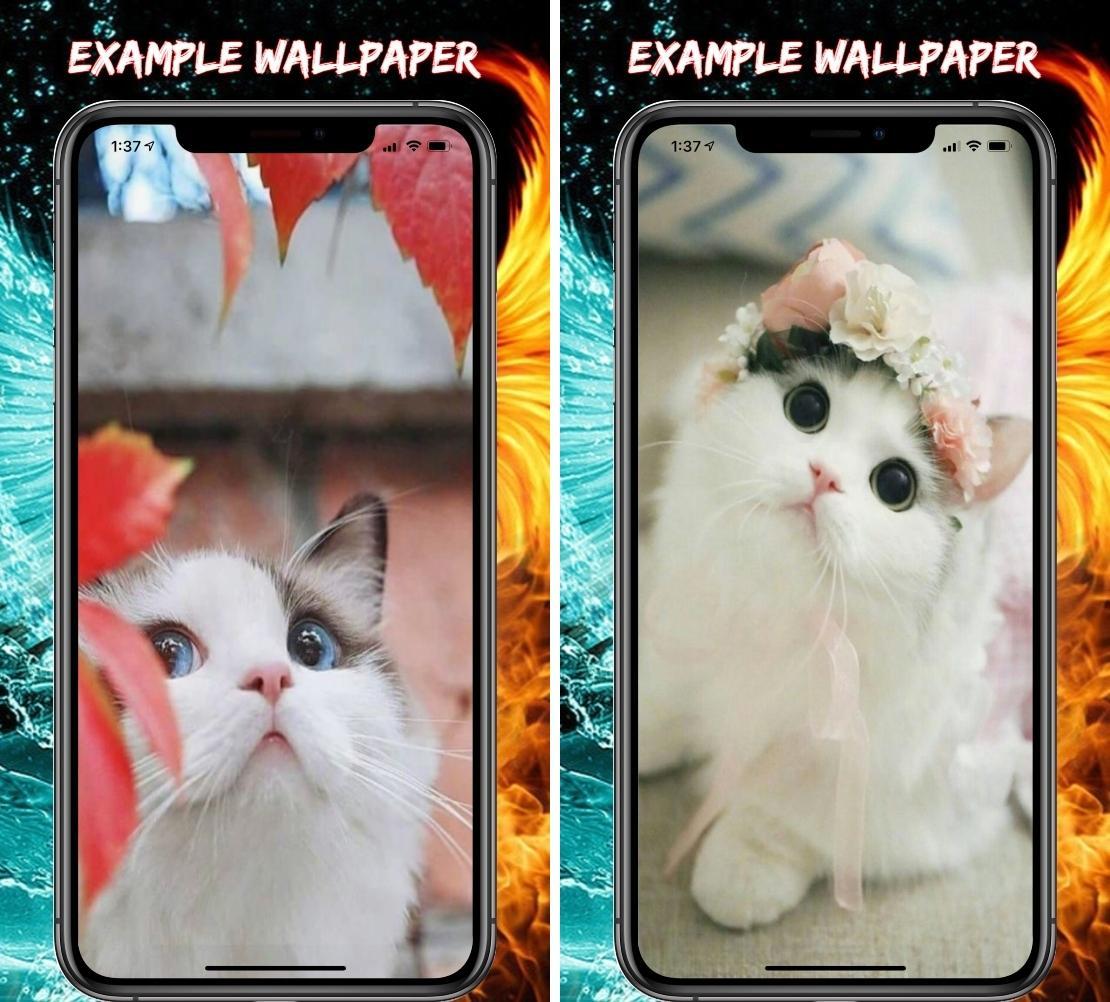 Cute Animal Wallpaper Iphone安卓下载 安卓版apk 免费下载 Cute Animal Wallpaper Iphone安卓下载 安卓版apk 免费下载
