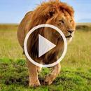 Animal Video Wallpaper RDT APK